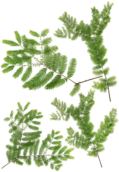 Insamlade Dawn Redwood twig bladen av makro isolerad på vit ba — Stockfoto