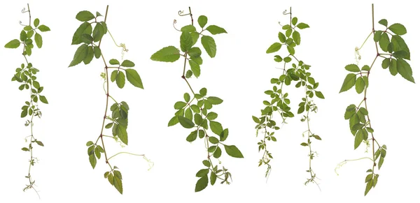 Beyaz arka plan üzerinde toplanan Cayratia Japonica izole