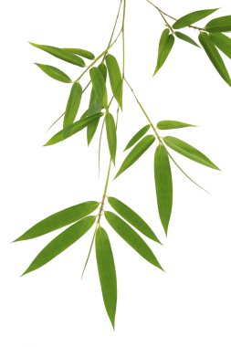 Green bamboo leaves isolated on white background  clipart