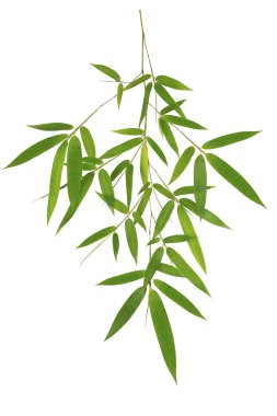 Green bamboo leaves isolated on white background  clipart