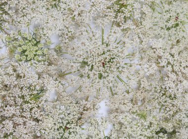 Beyaz arka plan üzerinde yabani Havuç çiçek