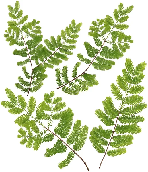 Recogido Dawn Redwood ramita hojas de macro aislado en blanco ba —  Fotos de Stock