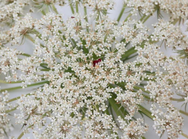 Kwiat dzikiej marchwi na białym tle — Zdjęcie stockowe