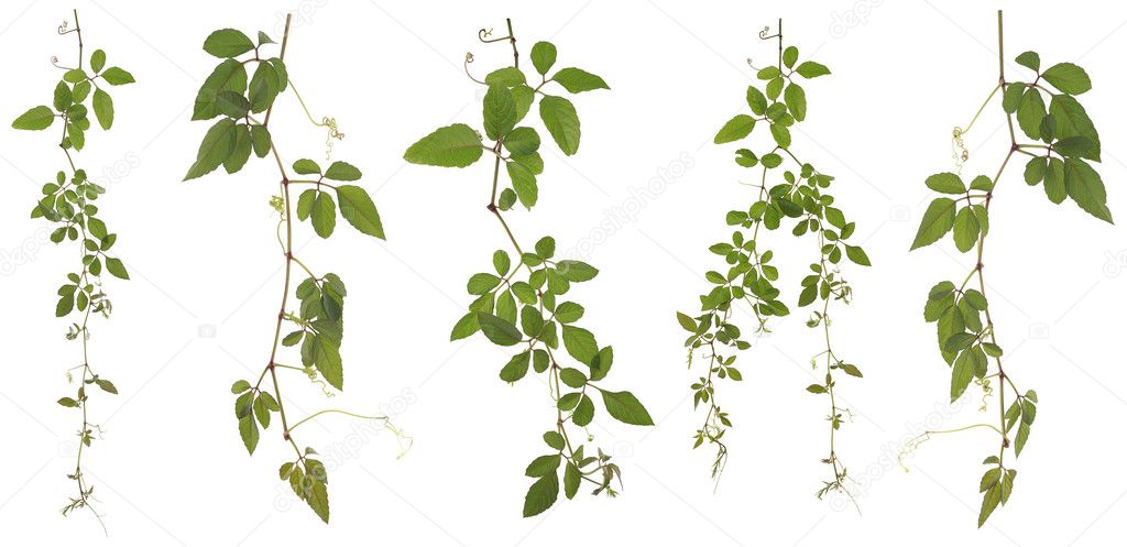Collected Cayratia Japonica isolated on white background