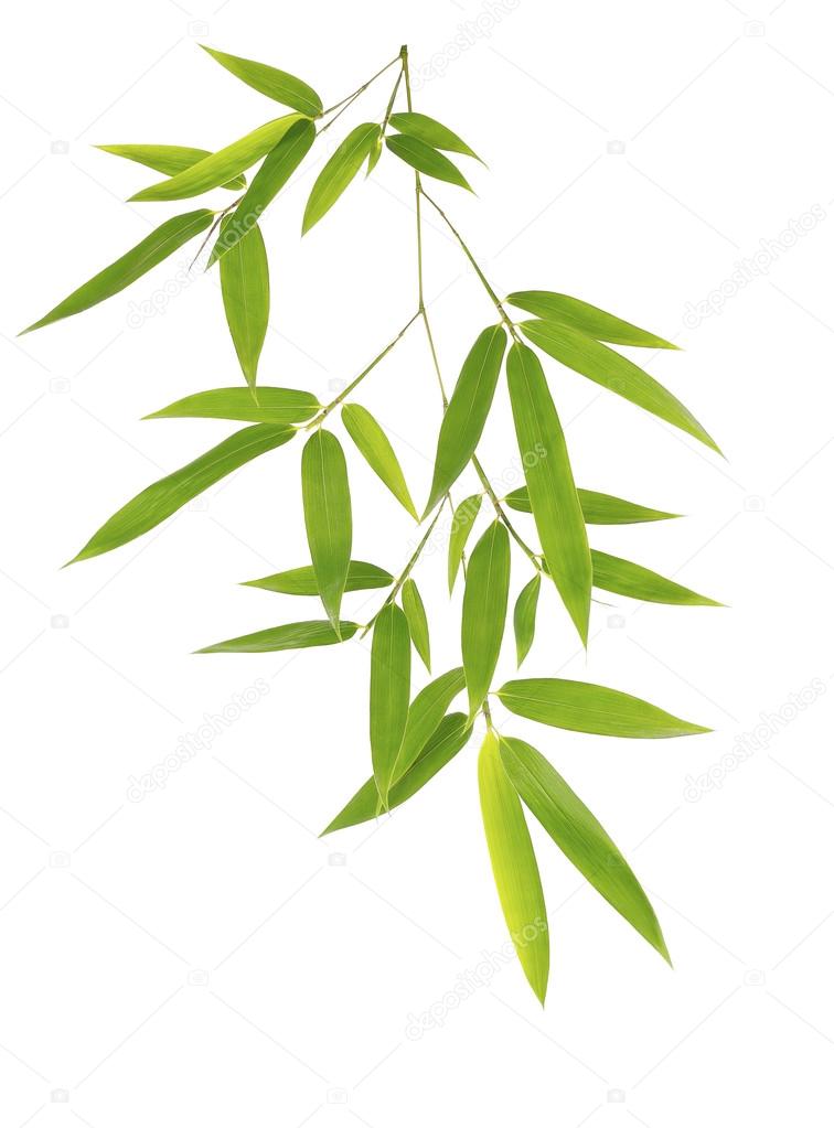 Green bamboo leaves isolated on white background 