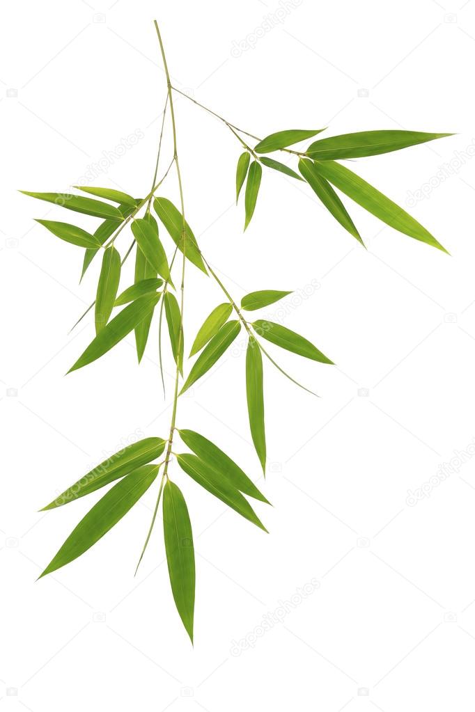 Green bamboo leaves isolated on white background 