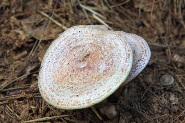 신선한 야생 버섯 — 스톡 사진