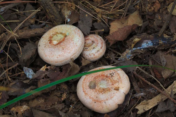 Fresh wild mushrooms — Stock Photo, Image