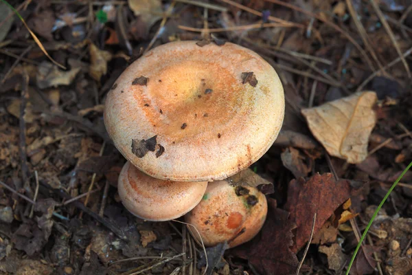 Čerstvé lesní houby — Stock fotografie