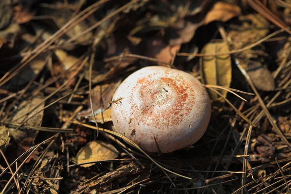 Taze mantar — Stok fotoğraf