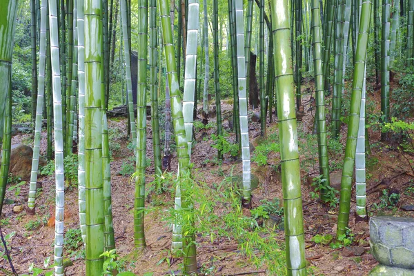 Natursköna hill bambuskog — Stockfoto