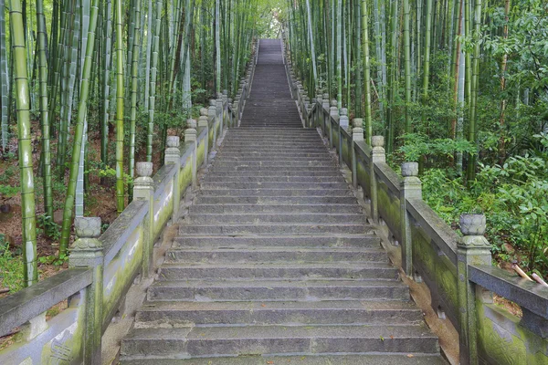 Scenic mountaineer step stairs next to the bamboo forest — Stock Photo, Image