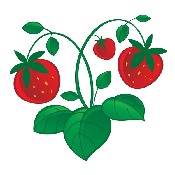 Ripe strawberries with leaves — Stock Vector