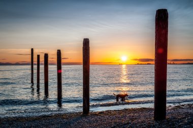 köpek siluet Point Roberts eski rıhtımın gün batımında