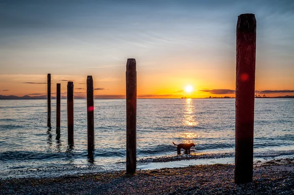 Dog silhouette at sunset near the old pier of Point Roberts — Stock Photo, Image