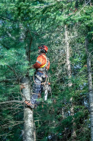 Professional lumberjack cutting tree on the top — Stock Photo, Image