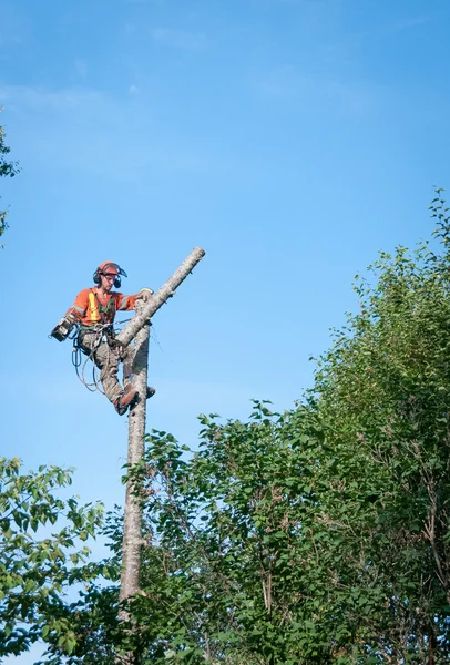 Professioneel houthakker snijden boom op de top — Stockfoto