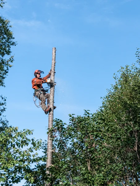 Professional lumberjack cutting tree on the top  with a chainsa — Stock Photo, Image