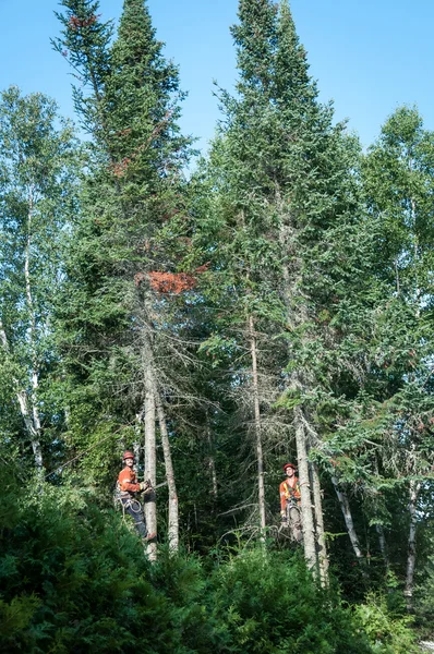 Bûcherons professionnels coupant l'arbre sur le dessus — Photo