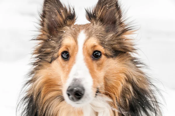 Shetland sheepdog närbild — Stockfoto