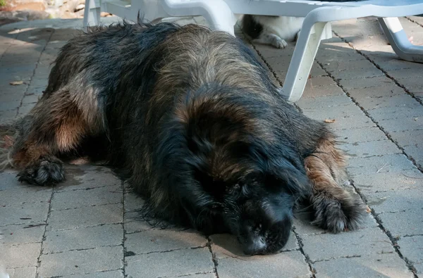 Leonberger köpek bebek bir veranda içinde — Stok fotoğraf