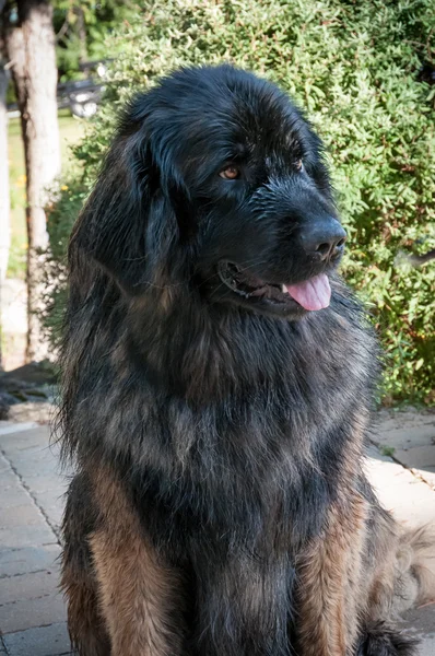 Leonberger chien gros plan dans un patio — Photo