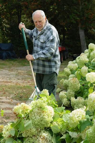 Hombre mayor rastrillando la hierba — Foto de Stock