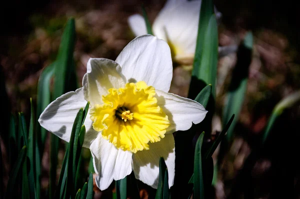 Narzissenblüte im Frühling — Stockfoto