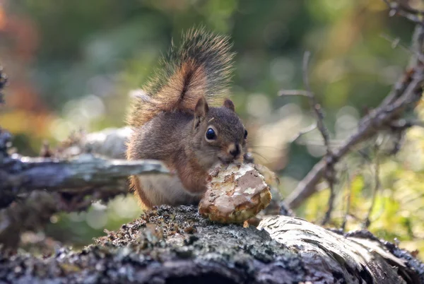 Red squirrel close-up — Stock Photo, Image