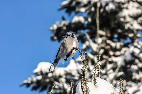 Blue Jay sitting on a limb — Stock Photo, Image