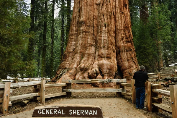 General Sherman Tree, — Stock Photo, Image