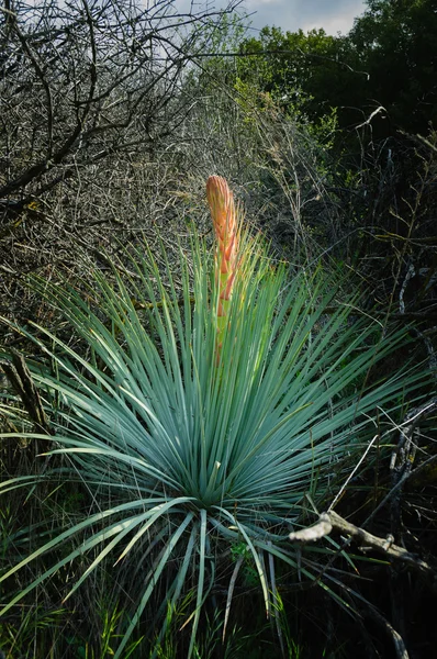 ユッカ植物 — ストック写真