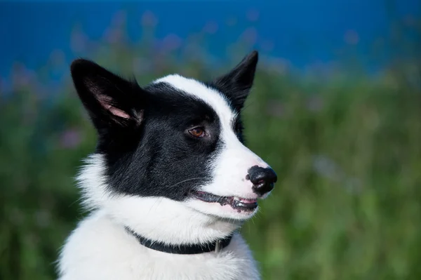 Anjing dekat Husky — Stok Foto