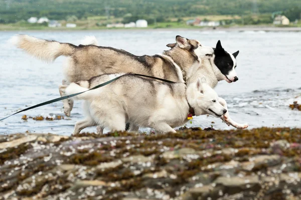 Futó huskies kutyák — Stock Fotó