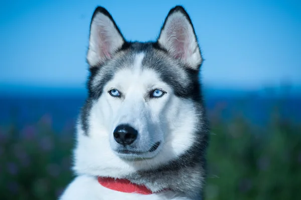 Husky hunden närbild — Stockfoto