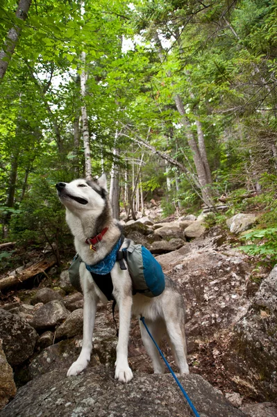 Husky köpek uzun yürüyüşe çıkan kimse