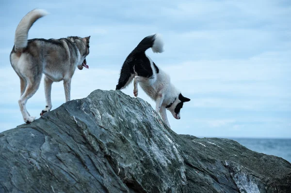Kayaların üzerine tırmanma huskies köpekler