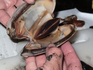  yeni açılan midye tatlı