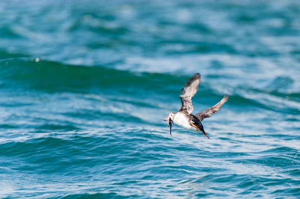 海雀喙上的鱼 — 图库照片