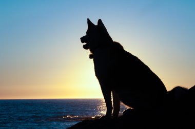 husky dog silhouette sit  at sunset clipart