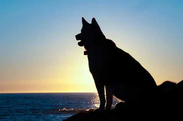 Husky dog silhouette sit at sunset — стоковое фото