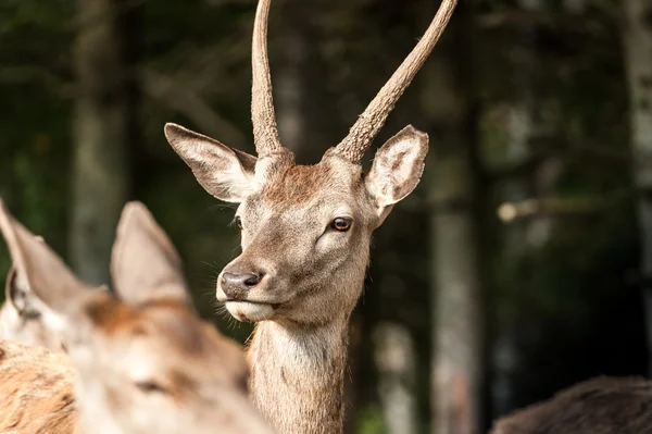 Profile of an young white-tailed deer Royalty Free Stock Photos