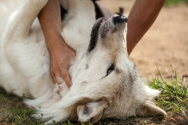 Lobo cinzento selvagem jogando — Fotografia de Stock