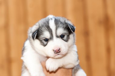 Yeni doğan Siberian dış yapraklar