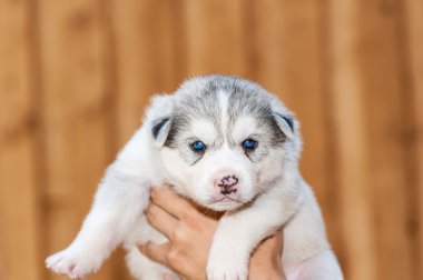 Sibirya husky yavrusu