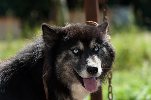 Svart Siberian husky hund — Stockfoto