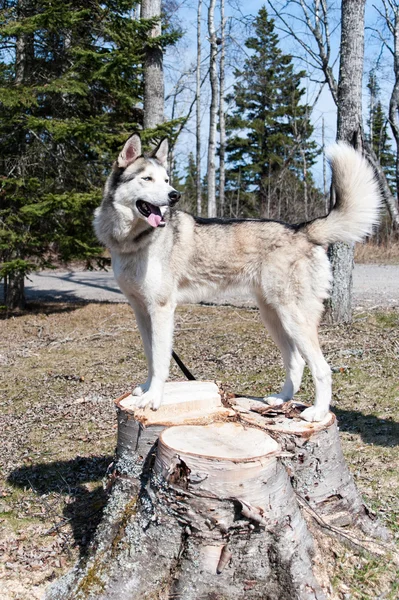 Husky hunden stående — Stockfoto