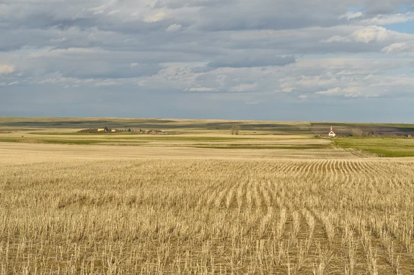 Campo de trigo e pequena aldeia em pradarias canadenses — Fotografia de Stock