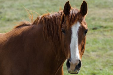 Mustang at portre
