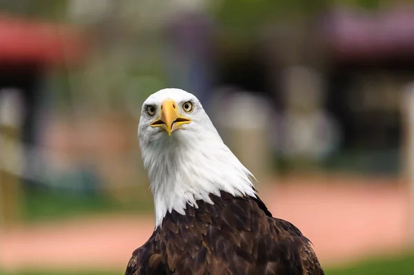 Aquila calva primo piano — Foto Stock